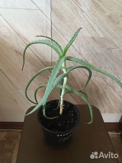 Алоэ лечебный