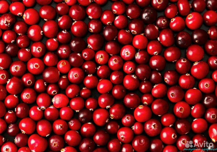 Клюква свежая кг