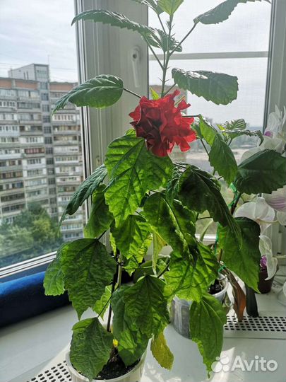 Гибискус (Китайская роза)