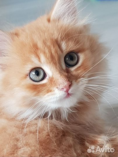 Котик 3 мес
