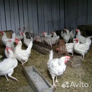Куры несушки легорн