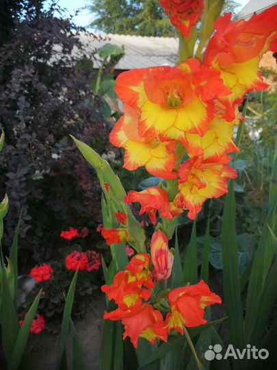 Луковицы гладиолусов