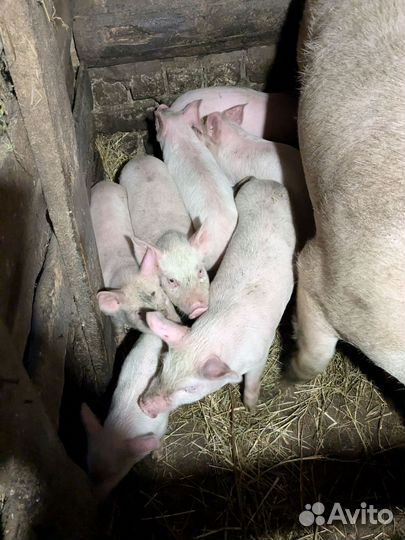 Поросята русская белая