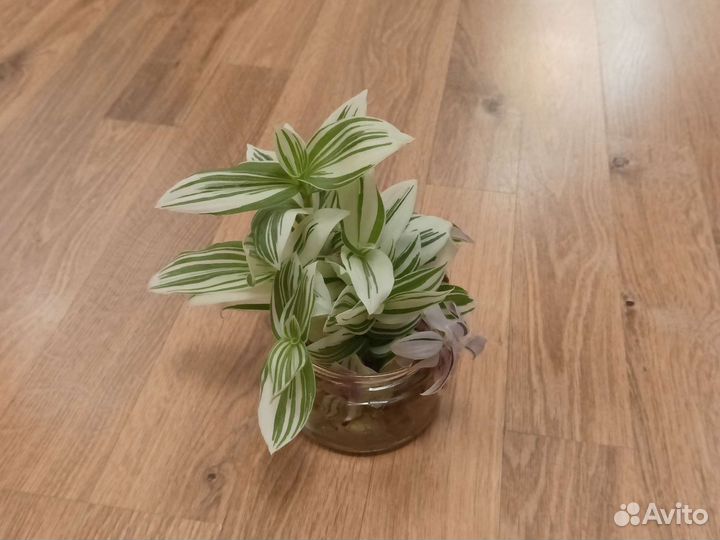 Традесканция Нанук