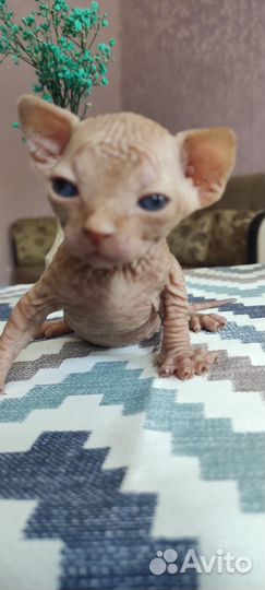 Котята сфинкс
