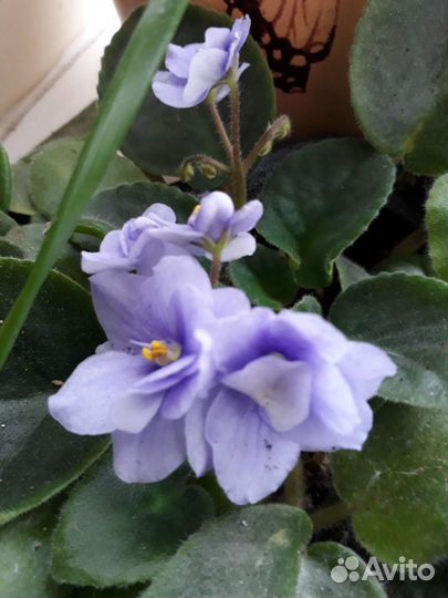 Фиалки цветущие