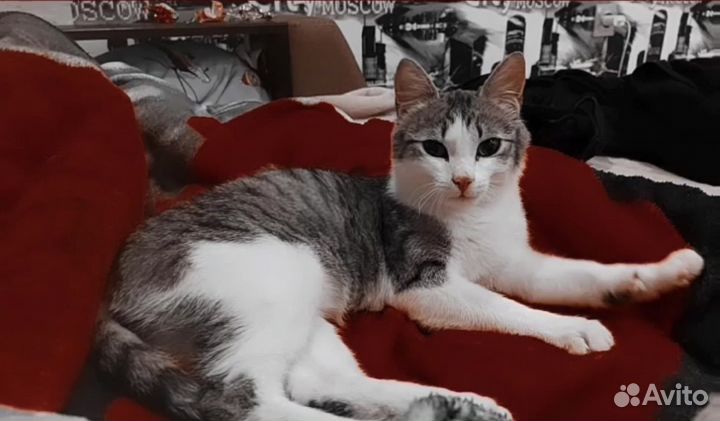 Котята