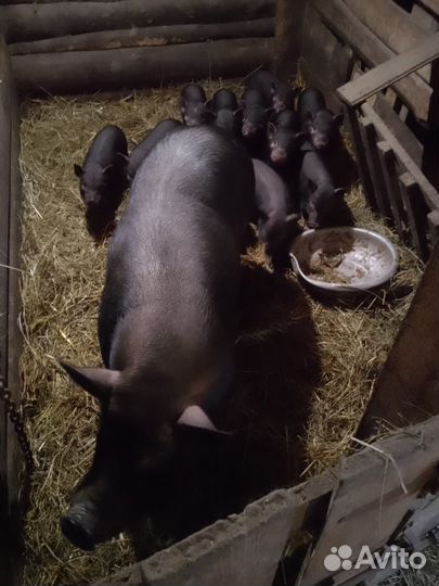 Вьетнамск вислобрюхий поросенок