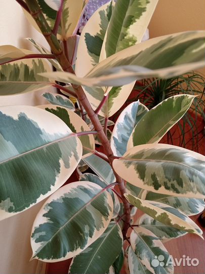 Фикус Эластика 