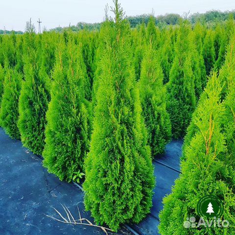 Туя взрослая для участка. Питомник