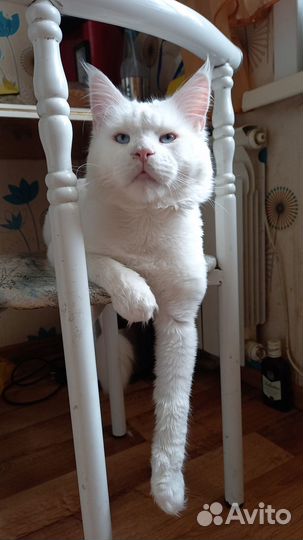 Котята мейн-кун
