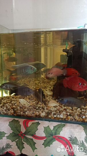 Рыба Цихлиды