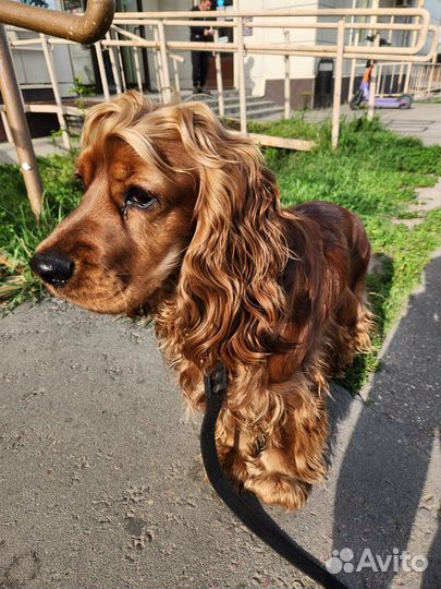 Спаниэль для вязки