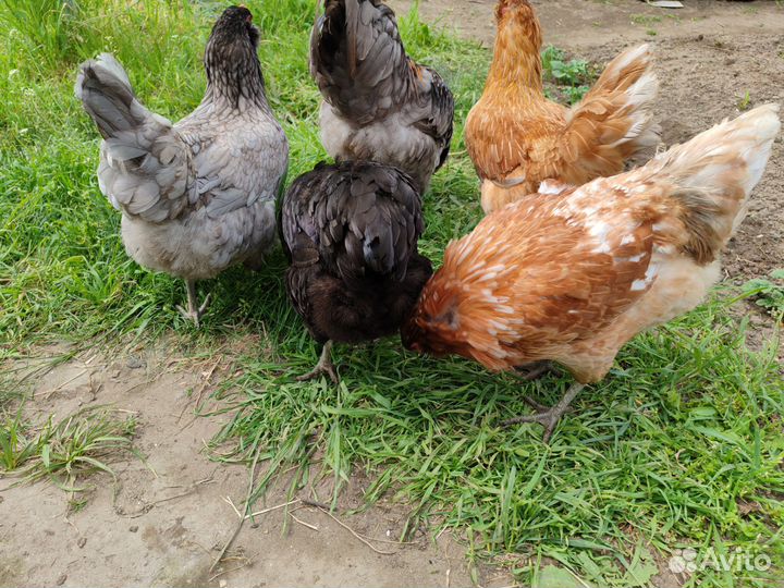 Инкубационное яйцо Амераукана