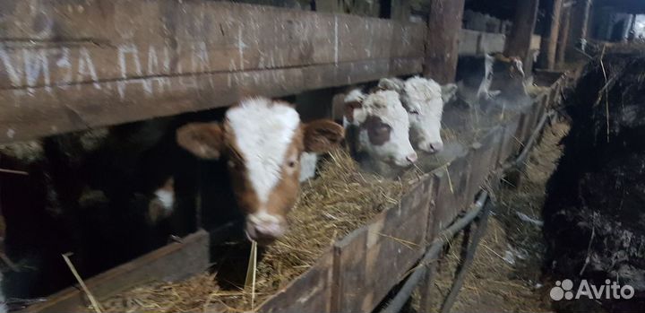 Бычки, телята