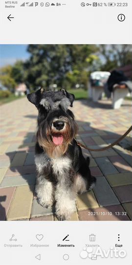 Цвергшнауцер
