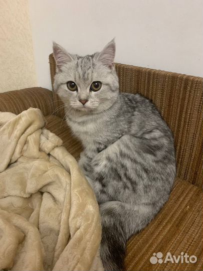 Кошка в добрые руки