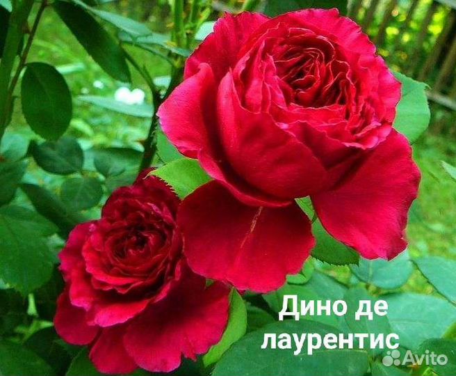 Саженцы роз