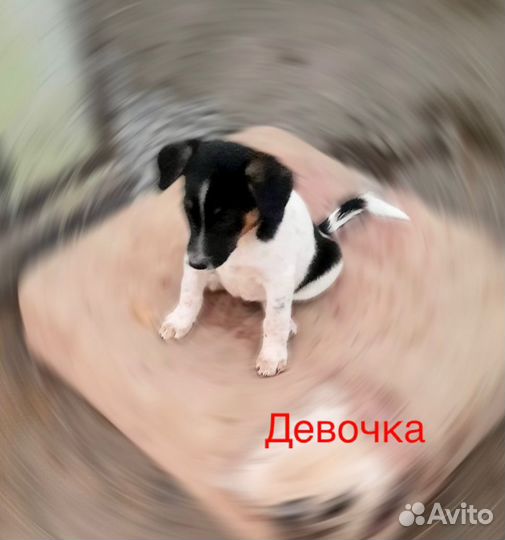 Щенки