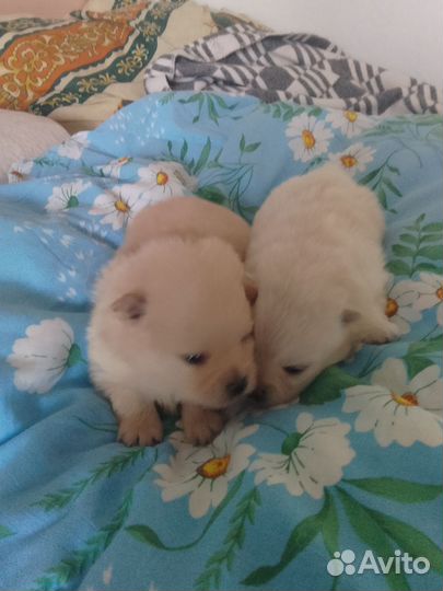 Собака Шпиц