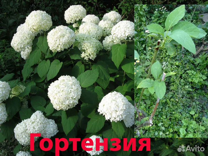 Садовые многолетники