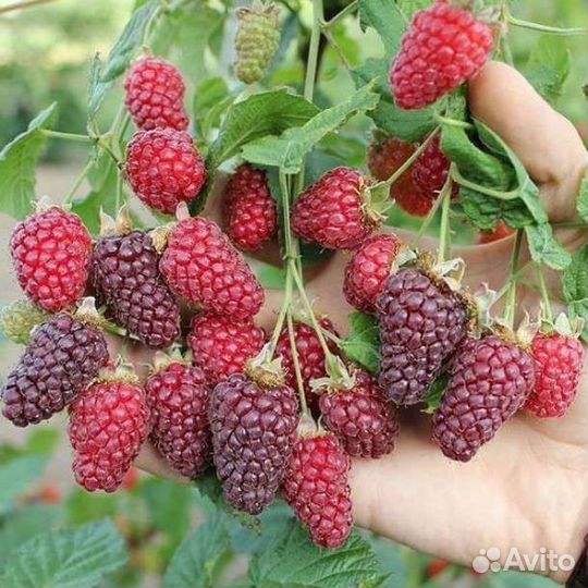 Продаю саженцы польки, карамельки, тарусы И др