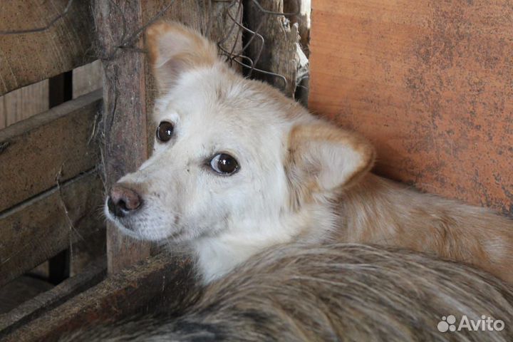 Собаки в добрые руки