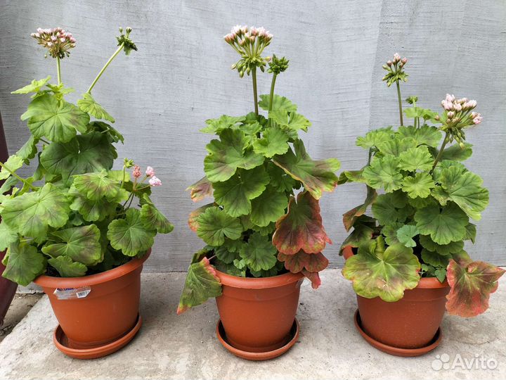 Герань пеларгония тюльпановидная