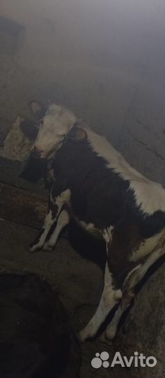 Корова и годовалая тёлка