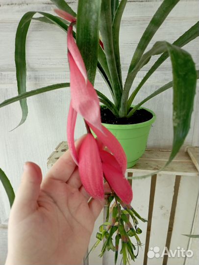 Комнатные цветы растение Бильбергия