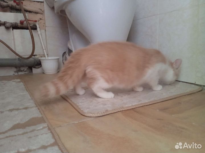 Котенок в добрые руки