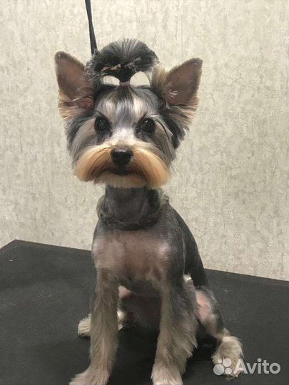 Йоркширский терьер девочка