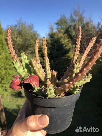 Суккуленты