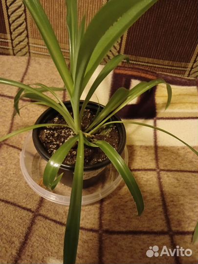 Хлорофитум