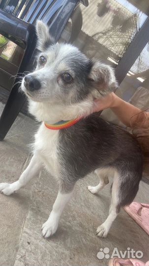 Найдена собака