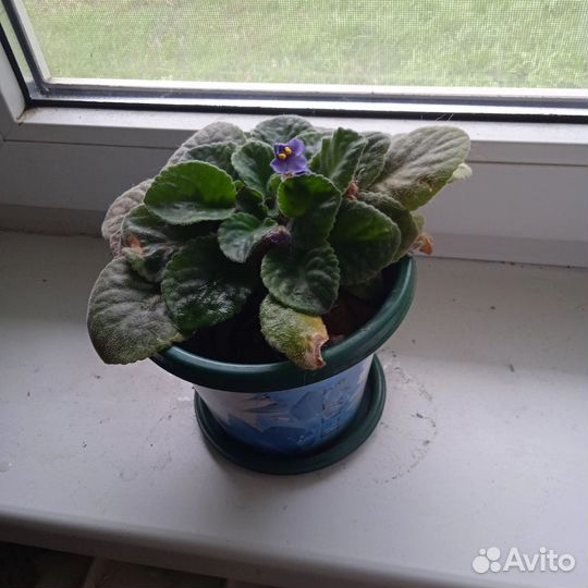 Комнатные растения цветы