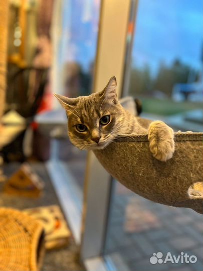 Стерилизованная кошечка