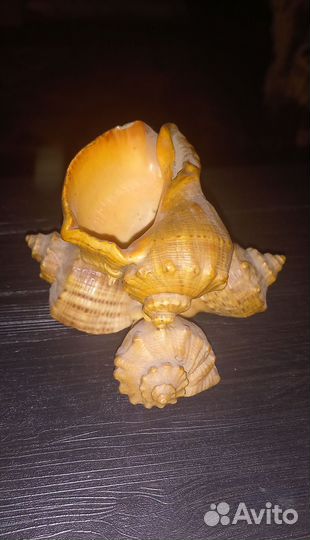 Ракушки сувенирные