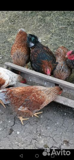 Куры молодки