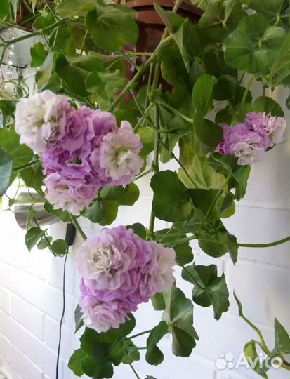 Пеларгония Каролина