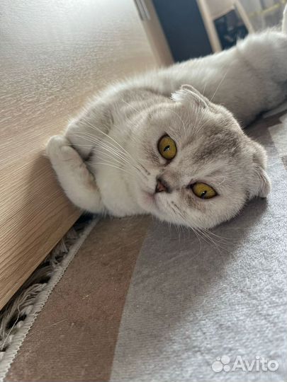 Котята породистые