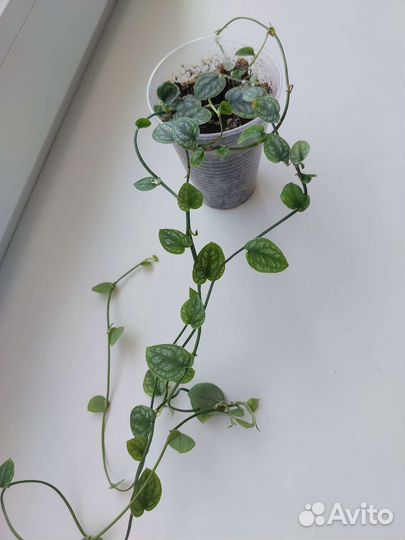 Комнатные растения.Разные