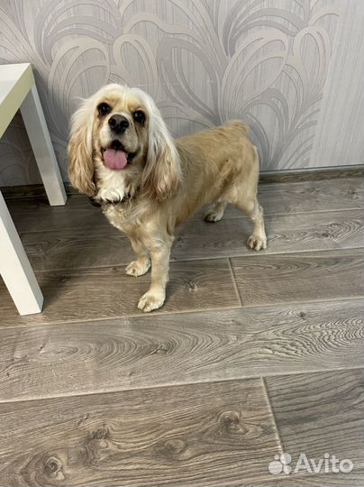 Собака в добрые руки