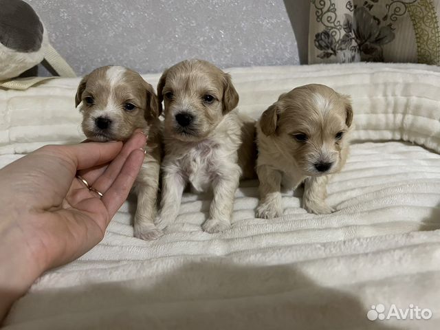 Мальтипу Ф1 мальчики на апрель мини и мел.стандарт