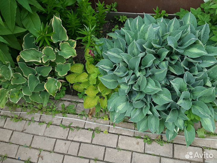 Хоста садовые цветы