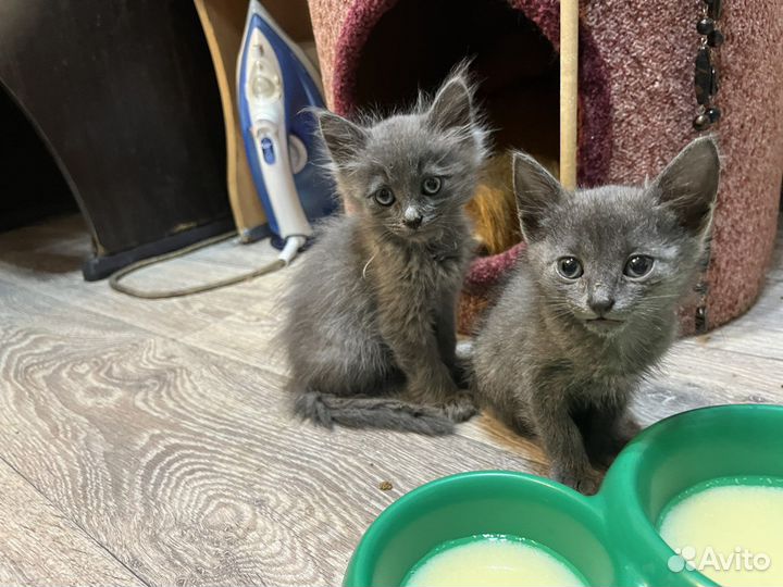 Котенок