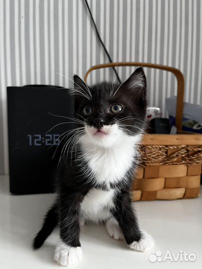 Отдам котят 2 мальчика