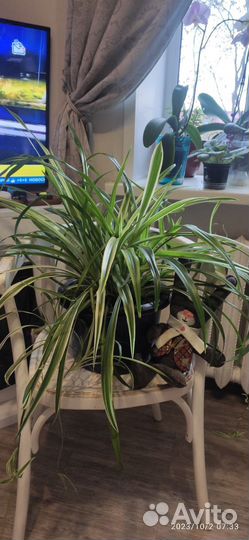 Хлорофитум