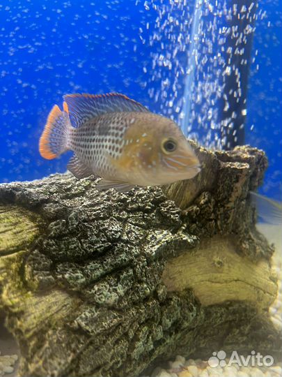 Аквариумные рыбки