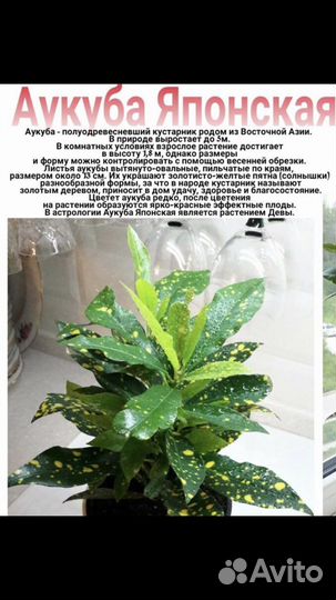 Аукуба Японская (золотое дерево)